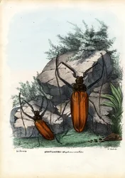 Langhornkäfer, 1863-79